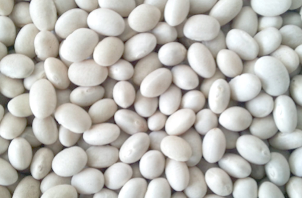 White Navy Beans