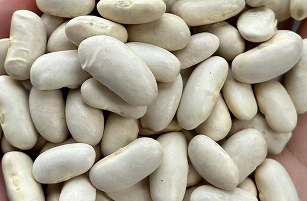 White Kidney Beans